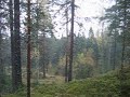 Norrby skog