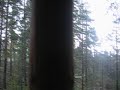Norrby skog