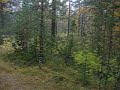 Norrby skog