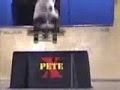 le chien et le skate 2