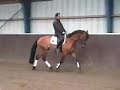 Dressage