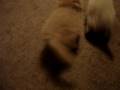 videos de Persian Kittens Fighting