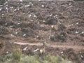 ciervos en la sierra de la culebra