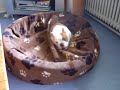 Engelse Bulldog aan het spelen met mopshond Engelse Bulldog aan het spelen met mopshond