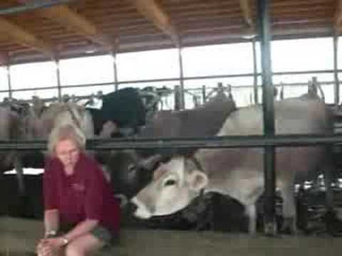  Tour of FanFare FARMS, Inc. Cattle Barns