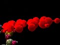 pcr.html