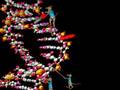 Nucleotide excision repair (NER) of carcinogen adducts