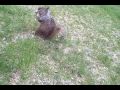 Rabid Squirrels