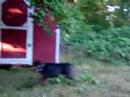 dog vs. tree, part 1