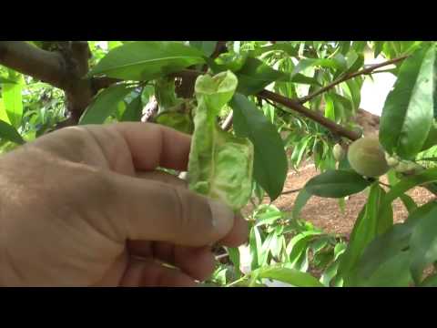 how to kill fungus on peach tree