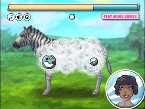 how to care for a zebra