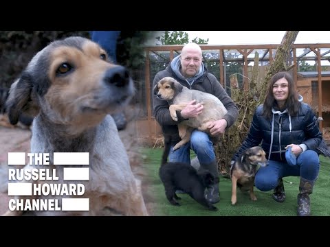 Pudz Animal Sanctuary Take in Disabled and Terminally Ill Animals | The Russell Howard Hour