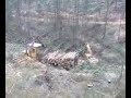 Desembosque y tala de eucalipto