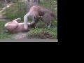 Kaplan+Aslan=Liger belgeseli video.