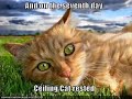 Funny Cats 7