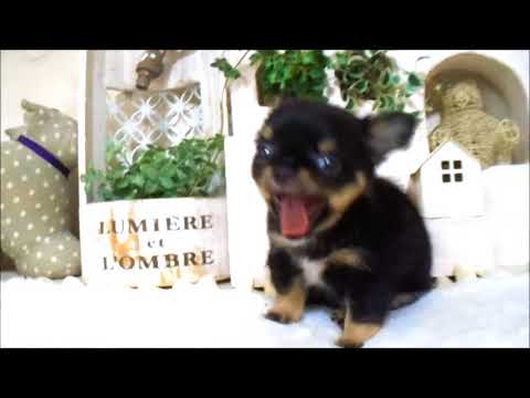 YouTube Preview Image