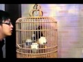 Tante parrot