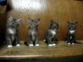 videos de Solid Chocolate Ragdoll Kittens