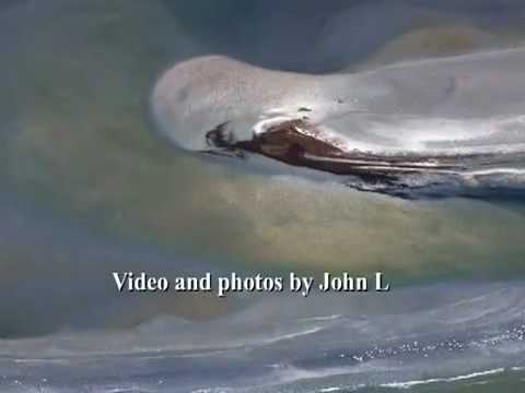 BPSLICK - Part of the video by hccreekkeeper.. Seen this on teevee? The original version of this video is much better quality and sound. Check it and others out at bp...