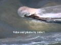 BP Slick Covers Dolphins and Whales.flv