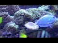 Dubai reef, Omid Yazdani Reef Aquarium