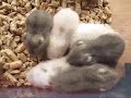 Baby Hamsters Baby Hamsters