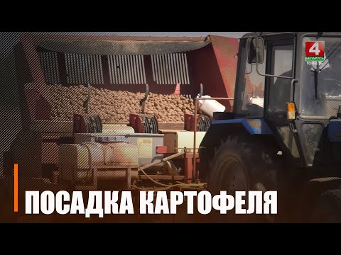 Бульбу на Гомельшчыне пасадзілі амаль на палове плошчаў видео