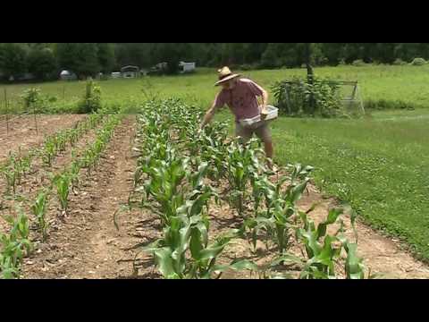 how to fertilize white half runners