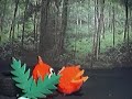 A Gonk In The Woods A Gonk In The Woods