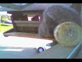 Squirrel Burning Ring of Fire