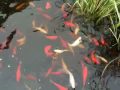 videos de Our Goldfish
