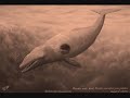 video presentazione sull'evoluzione dei cetacei: dalla terra al mare