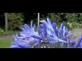 Kleine vos op een paarse bloem Kleine vos op een paarse bloem