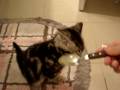 Treat2 Treat2