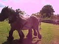 voorstelrondje met de tuigpaarden en hun menners