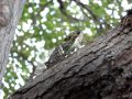 cicada singing, good side view