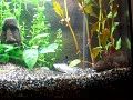 axolotl vs. mollys (black or white) axolotl vs. mollys (black or white)