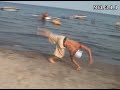 Multi Level Moves - Joe Eigo