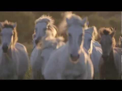 horses grand national