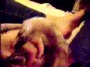 Pua wrestle two