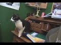 Cat Jumps and Misses