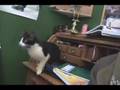 Cat-Jumps-and-Misses
