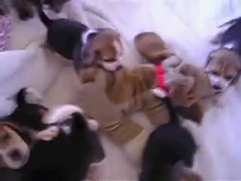 Twist Beagle! ...