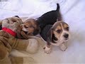Twist Beagle! www.cachorros-beagle.com.ar Littlebeag\
