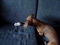 Penelope brincando com ratinha