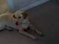 Coco the Dog