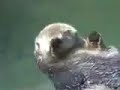 Re: Otters holding hands Re: Otters holding hands