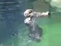 Re: Otters holding hands Re: Otters holding hands
