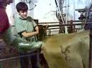 inseminacion dia 1