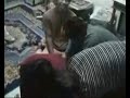 buaya jadian